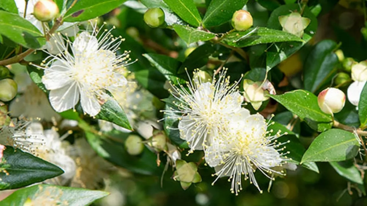 Fethiye'nin makiliklerinde şifa saklı: Mersin bitkisi Temmuz ayında dikkat çekiyor