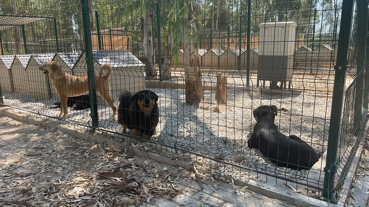 Fethiye Belediyesi'nden sokak hayvanlarına modern yaşam alanı