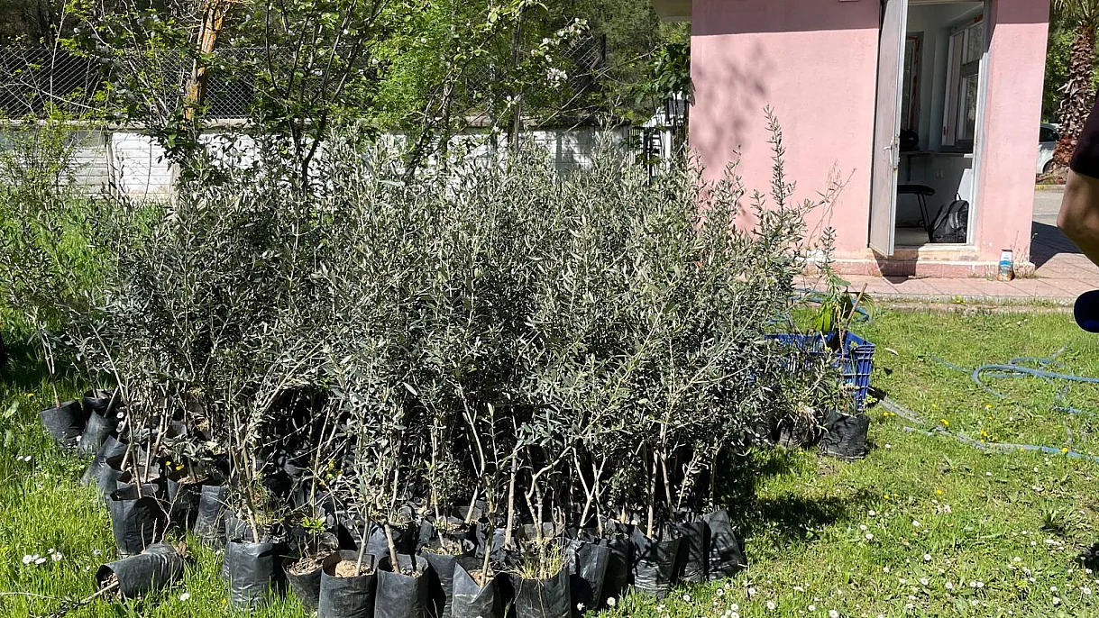 Seneye bir 200 zeytin fidanını daha dikebiliriz