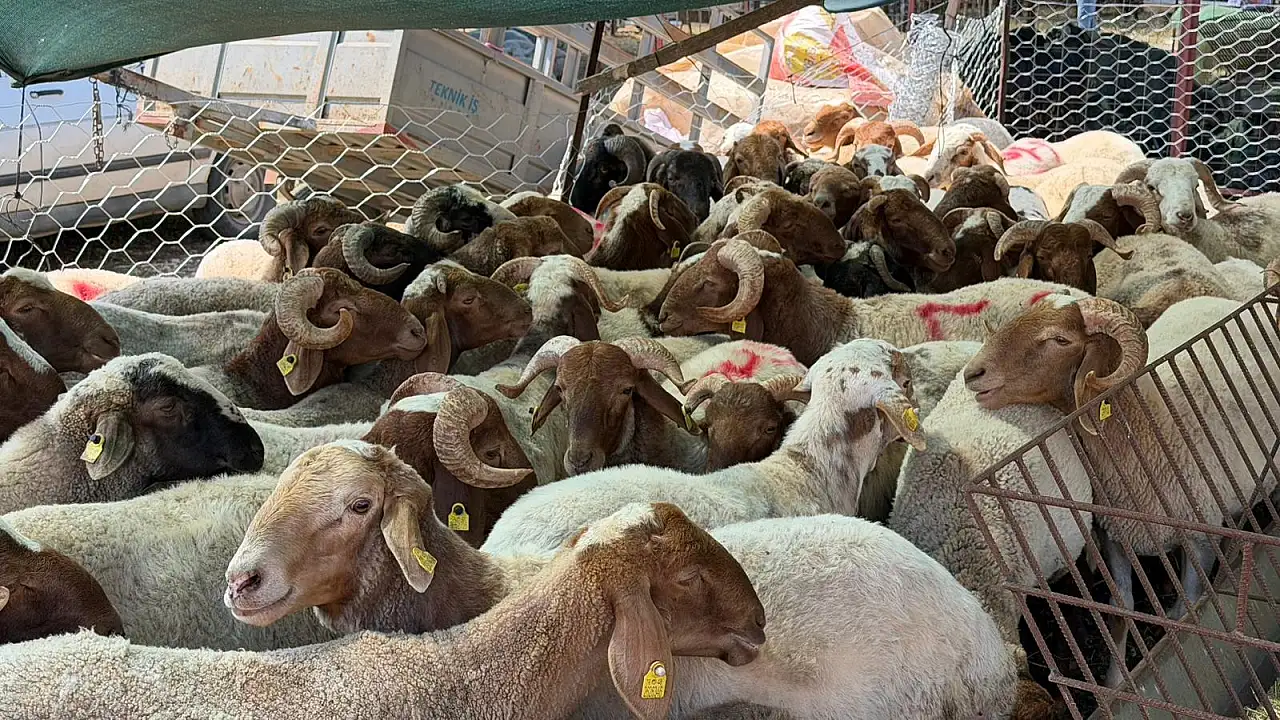 Fethiye'de Kurban Pazarı Hareketlenmeye Başladı