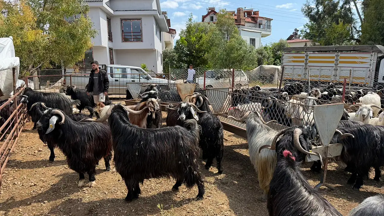 Fethiye'de Kurban Pazarı Hareketlenmeye Başladı
