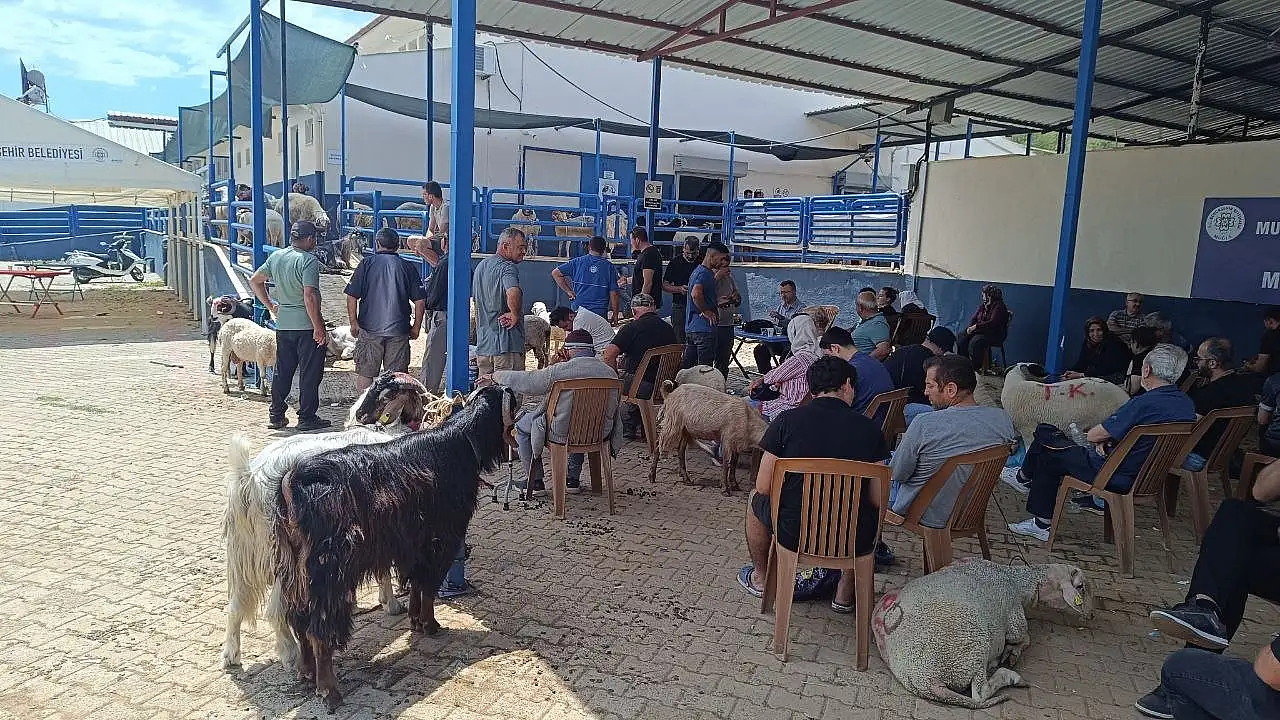 Fethiye Mezbahasında Yoğun Mesai