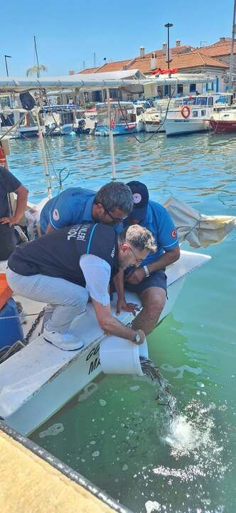 11 Thousand Juvenile Sea Bass Released into the Sea in Marmaris