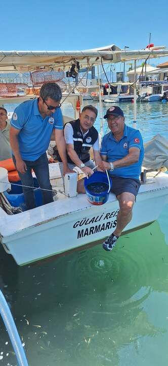 11 Thousand Juvenile Sea Bass Released into the Sea in Marmaris
