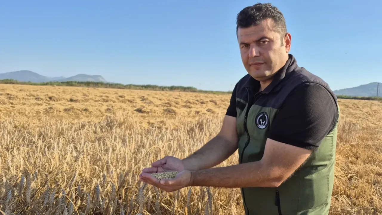 Dalaman'da Yerli Tohumdan 4 Bin Tonluk Buğday Hasadı! Sertifikalı &Uuml;retim &Ccedil;ift&ccedil;iye Ulaşıyor