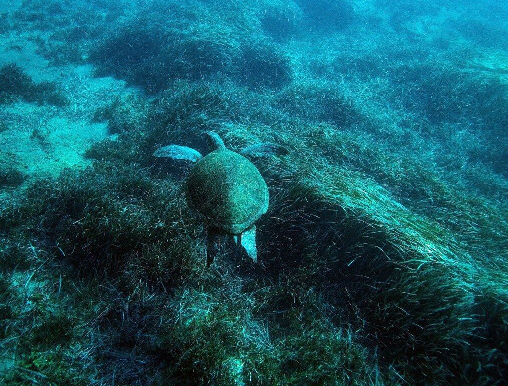 Bodrum Sualtı (5) 1012X768