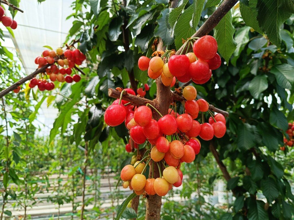 Tarım (3) 1024X768