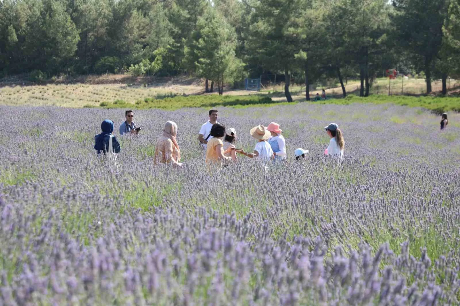 Lavender harvest begins in the Scent Valley
