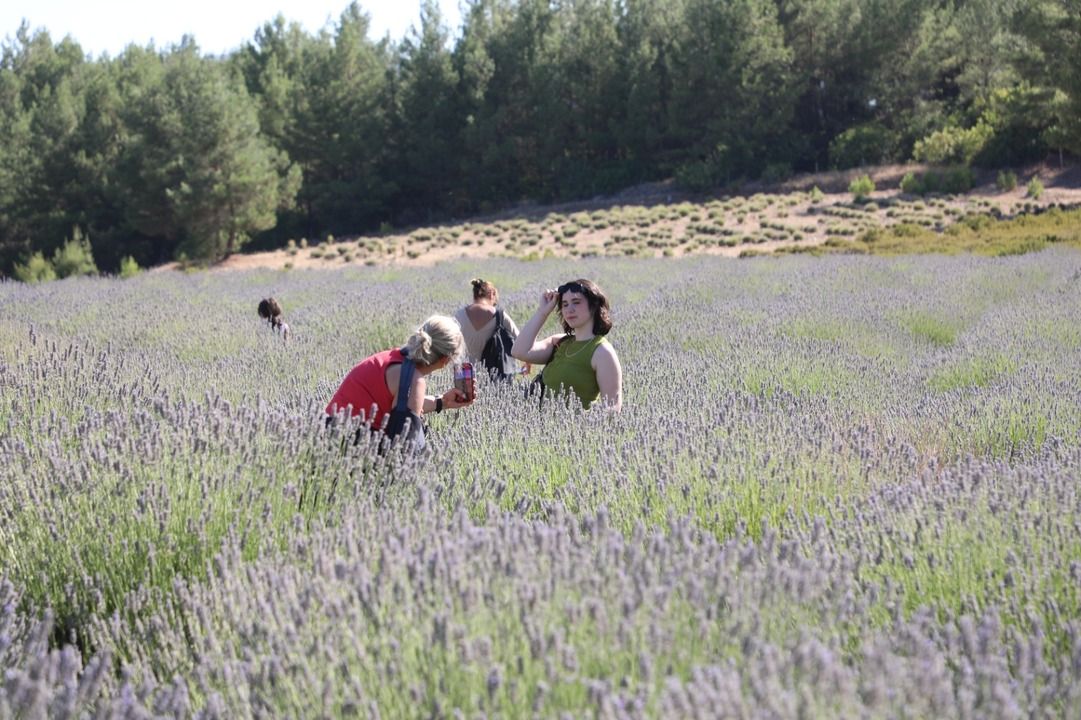 Purple Harvest in Muğla Started with a Festival