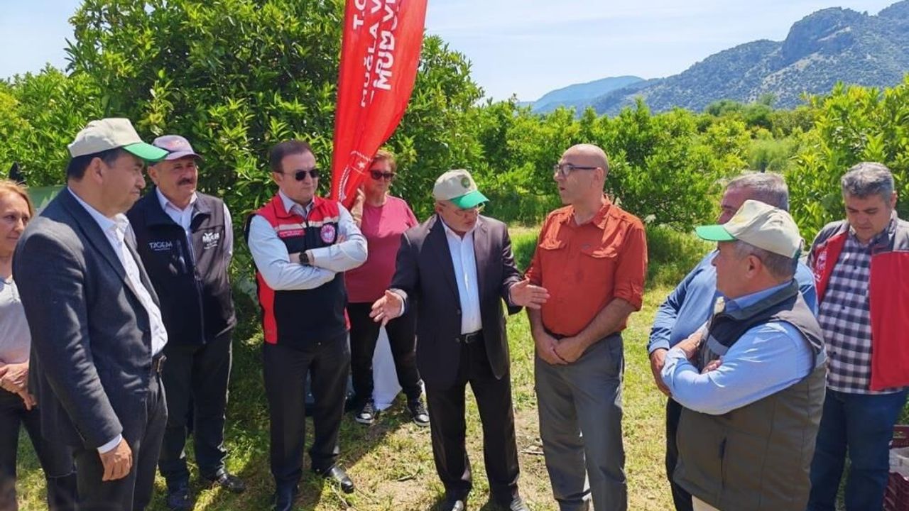 Muğla’da Turunçgil Üretiminde Doğal Mücadele Dönemi