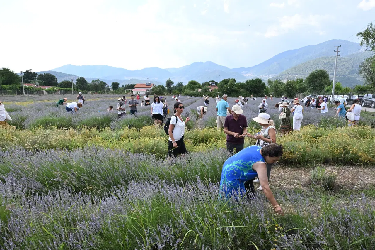 Fethiye Belediyesi’nden lavanta hasadı