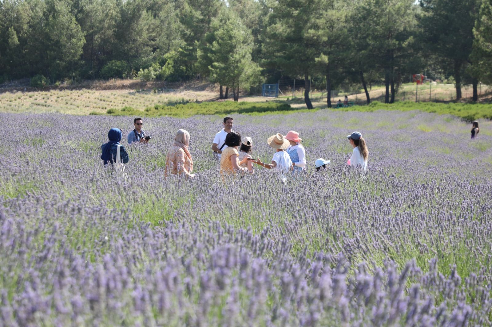 Harvest festival to be held in Aroma Valley in Muğla