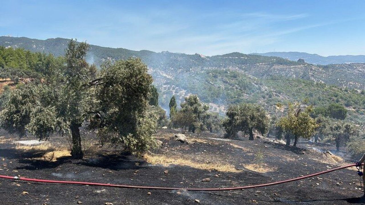 Milas'ta ziraat alanı yangını büyümeden kontrol altına alındı