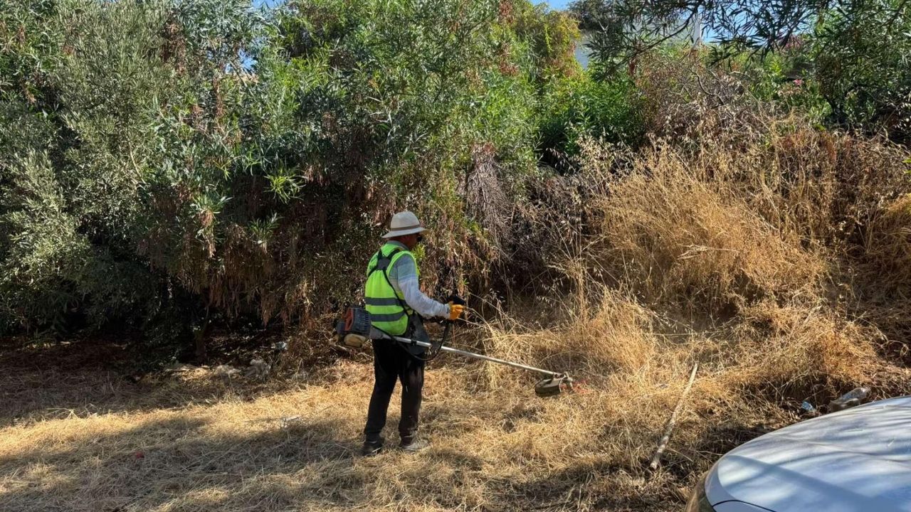 Weed cleaning continues in Bodrum against fire risk