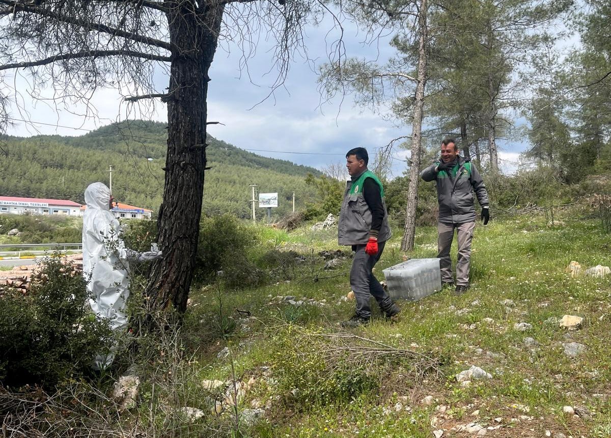 Muğla Orman Bölge Müdürlüğü, çam kese böceğiyle mücadele çalışmalarının devam ettiğini duyurdu